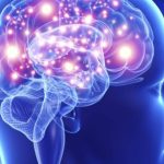 Secretos del lóbulo paracentral en el cerebro humano