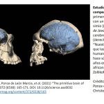 Secretos fascinantes del locus coeruleus