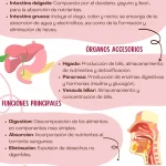 Secretos y funciones de la colecistoquinina reveladas