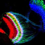 Sincronía neuronal: el papel de las neuronas metrónomo