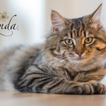Supera el miedo a los gatos: Ailurofobia