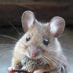 Supera el miedo a los ratones: Consejos y soluciones eficazes