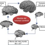 Transformaciones del cerebro con el paso del tiempo