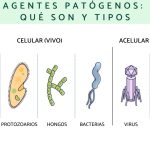 Variedades de agentes patógenos y sus características