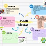 Variedad de células: una guía completa
