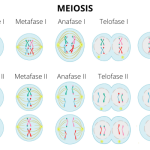 Variedades de células reproductivas humanas