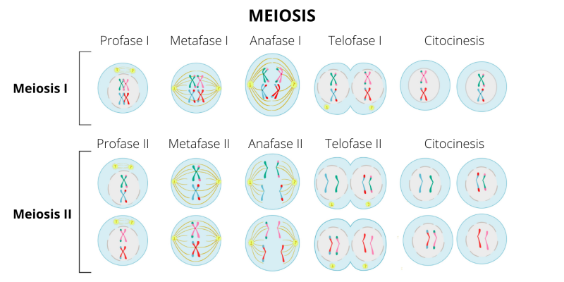 Variedades de células reproductivas humanas